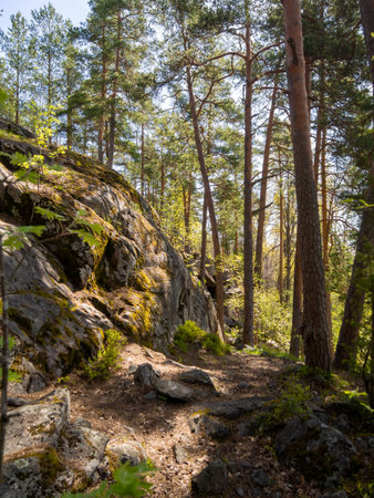 Magical fairy tale forest. Coniferous forest covered with green moss. mystical atmosphereの写真素材