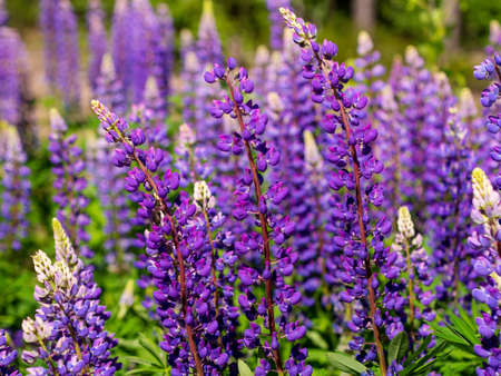 Colorful blue and purple colorful vibrant lupine wildflowers in with bokeh blurred background. photoの写真素材