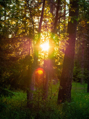 Wooded forest trees backlit by golden sunlight before sunset with sun rays pouring through trees, illuminating tree branches. high quality photoの写真素材