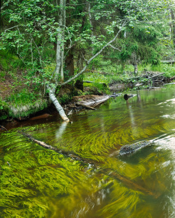 Small river with algae in a green deciduous forest. photoの写真素材