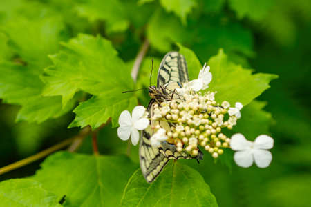 Beautiful butterfly in the forest on a blurred background. Beautiful nature view of butterfly on blurred greenery background in garden and sunlight with copy space using as background natural green pの写真素材