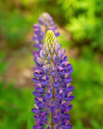 Colorful blue and purple colorful vibrant lupine wildflowers in with bokeh blurred backgroundの写真素材