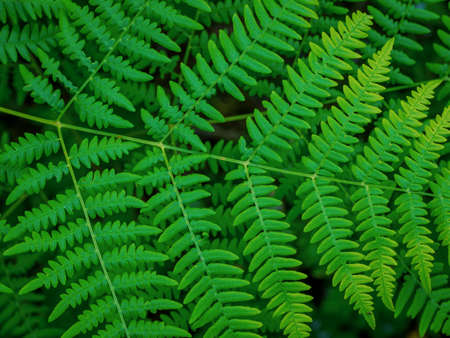 Fresh green fern leaves on blur background in the garden. Texture of fern leaves.の写真素材