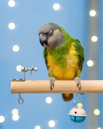 Poicephalus senegalus. Cute Senegal parrot on a perch on a blue background. photoの写真素材