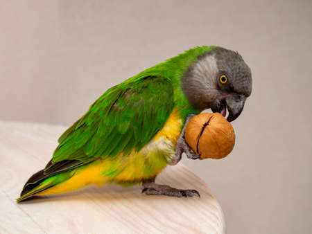 Poicephalus senegalus. Senegal parrot eating a walnut. photoの写真素材