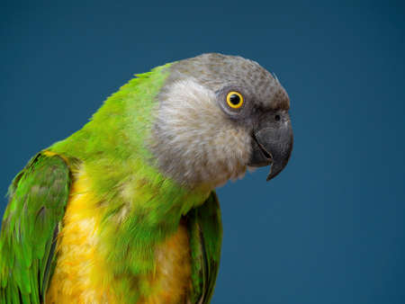 Poicephalus senegalus. Cute Senegal parrot on a perch on a blue background. photoの写真素材