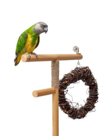 Poicephalus Senegal. Senegal parrot perching on a twig on a white background. photoの写真素材