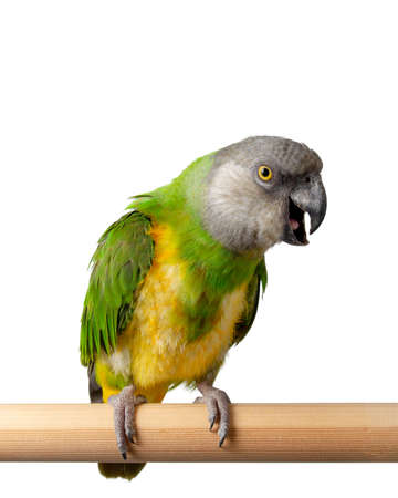 Poicephalus Senegal. Senegal parrot perching on a twig on a white background. photoの写真素材