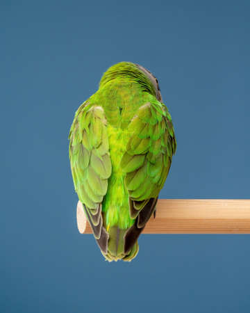 Poicephalus senegalus. Cute Senegal parrot on a perch on a blue background. photoの写真素材
