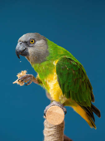 Poicephalus senegalus. Senegalese parrot sits on a perch and eats Senegal millet delicacy. photoの写真素材