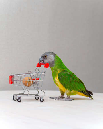 Poicephalus senegalus. Senegalese parrot with a shopping cart. there is a walnut in the shopping cart. photoの写真素材