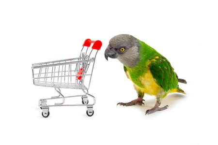 Poicephalus Senegal. Senegal parrot playing with a supermarket shopping cart in front of a white background. photoの写真素材