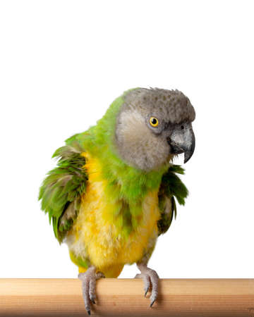 Poicephalus Senegal. Senegal parrot perching on a twig on a white background. photoの写真素材