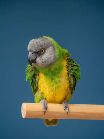 Poicephalus senegalus. Cute Senegal parrot on a perch on a blue background. photoの写真素材