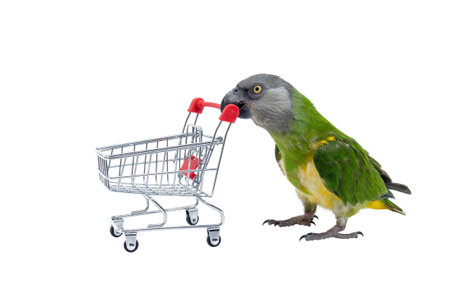 Poicephalus Senegal. Senegal parrot playing with a supermarket shopping cart in front of a white background. photoの写真素材