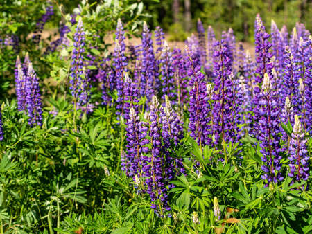 Colorful blue and purple colorful vibrant lupine wildflowers in with bokeh blurred background. photoの写真素材