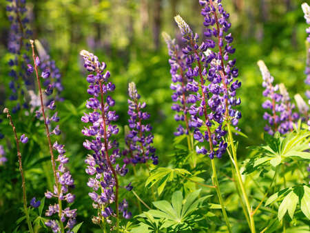 Colorful blue and purple colorful vibrant lupine wildflowers in with bokeh blurred background. photoの写真素材