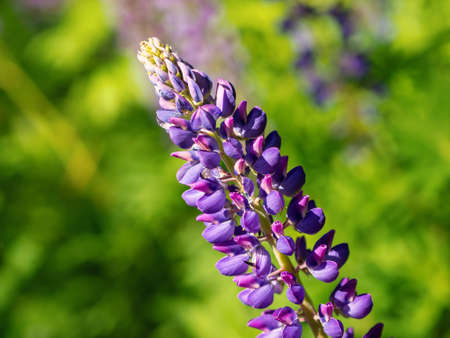 Colorful blue and purple colorful vibrant lupine wildflowers in with bokeh blurred background. photoの写真素材