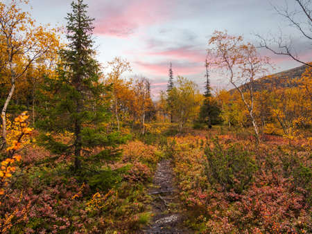 Autumn colorful tundra on the background mountain peaks in cloudy weather. Mountain landscape in Kola Peninsula, Arctic, Khibiny Mountains. photoの写真素材