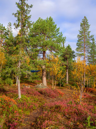 Tent in a beautiful fabulous autumn forest in the Khibiny mountains. Campsite under a pine tree. photoの写真素材
