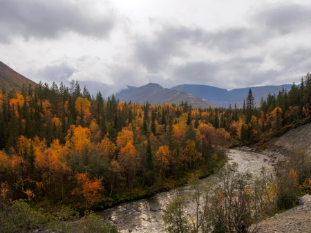 A river with a rocky bottom in an autumn forest on a cloudy day. photoの写真素材