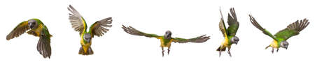 Poicephalus senegalus. Senegal parrot in flight in front of a white background. photoの写真素材