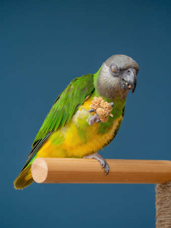 Poicephalus senegalus. Senegalese parrot sits on a perch and eats Senegal millet delicacy. photoの写真素材