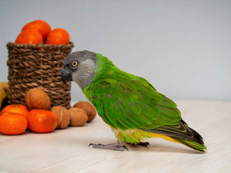 Poicephalus senegalus. Senegal parrot on wooden background with fruits and nuts. photoの写真素材