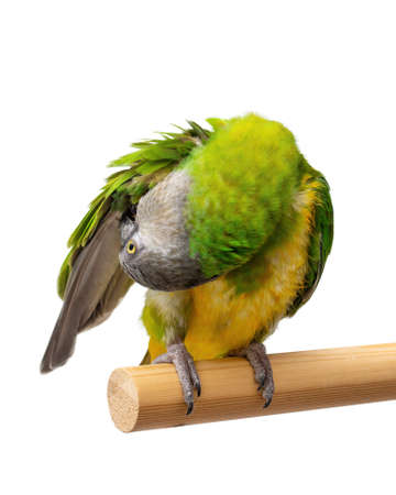 Poicephalus Senegal. Senegal parrot perching on a twig on a white background. photoの写真素材