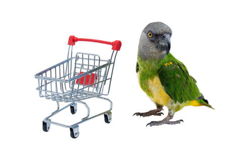Poicephalus Senegal. Senegal parrot playing with a supermarket shopping cart in front of a white background. photoの写真素材