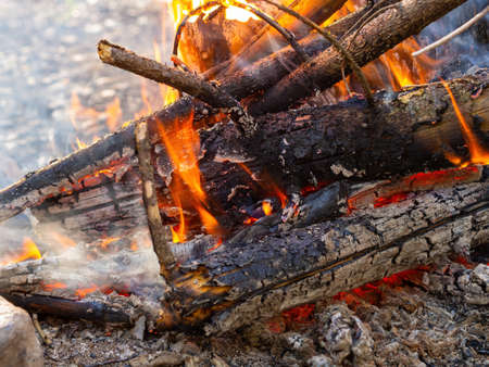 bonfire in the evening summer forest. high quality photoの写真素材