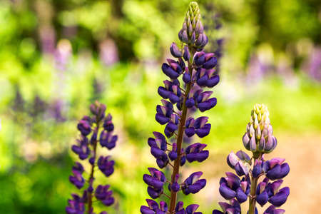 Colorful blue and purple colorful vibrant lupine wildflowers in with bokeh blurred background. photoの写真素材