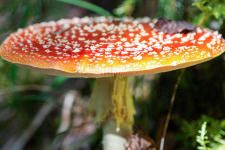 Red fly agaric against the background of the forest. Red fly agaric mushroom in the grass.の写真素材