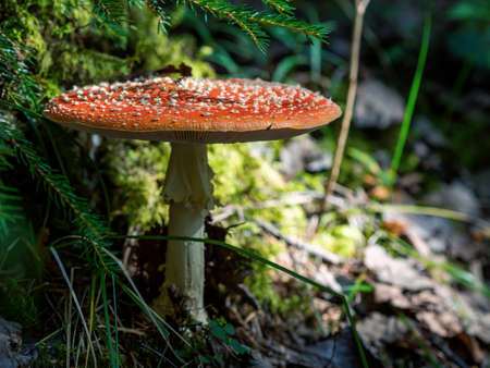 Red fly agaric against the background of the forest. Red fly agaric mushroom in the grass.の写真素材