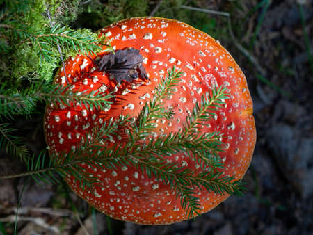 Red fly agaric against the background of the forest. Red fly agaric mushroom in the grass.の写真素材