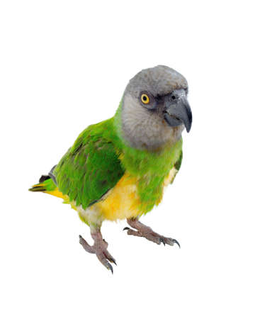 Poicephalus senegalus. Senegal Parrot on white background. photoの写真素材