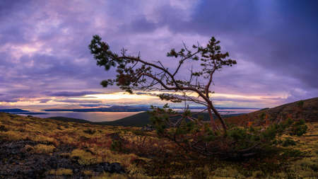 A lone dwarf pine on a mountainside in the khibiny against the backdrop of a lake and clouds during sunset. photoの写真素材