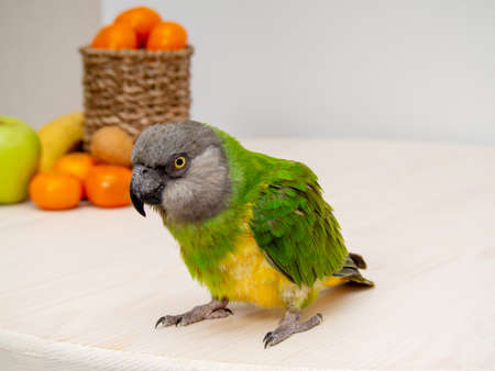 Poicephalus senegalus. Senegal parrot on wooden background with fruits and nuts. photoの写真素材