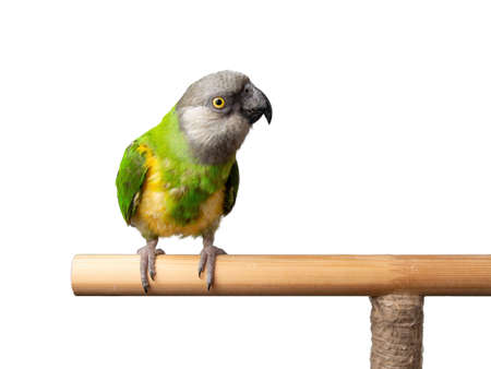 Poicephalus Senegal. Senegal parrot perching on a twig on a white background. photoの写真素材