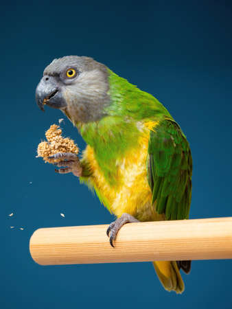 Poicephalus senegalus. Senegalese parrot sits on a perch and eats Senegal millet delicacy. photoの写真素材