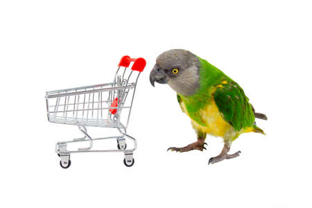 Poicephalus Senegal. Senegal parrot playing with a supermarket shopping cart in front of a white background. photoの写真素材