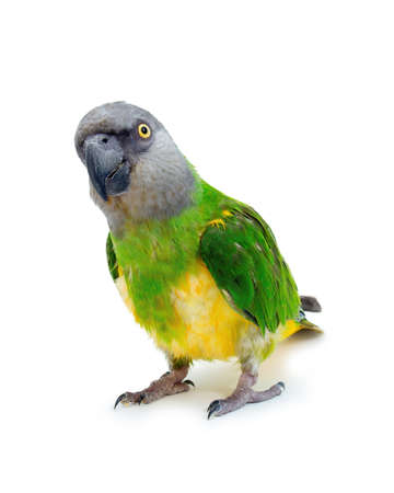 Poicephalus senegalus. Senegal Parrot on white background. photoの写真素材