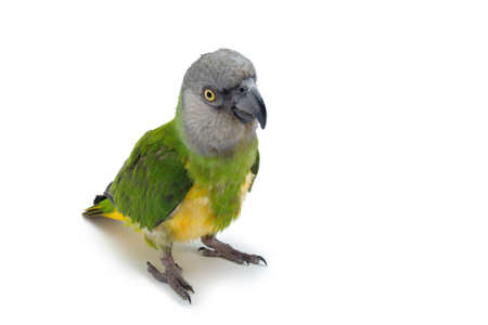 Poicephalus senegalus. Senegal Parrot on white background. photoの写真素材