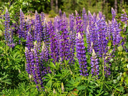 Colorful blue and purple colorful vibrant lupine wildflowers in with bokeh blurred background. photoの写真素材