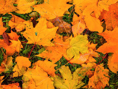 Colorful and bright background made of fallen autumn leavesの写真素材