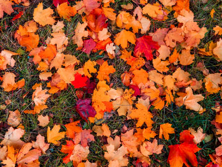 Colorful and bright background made of fallen autumn leavesの写真素材