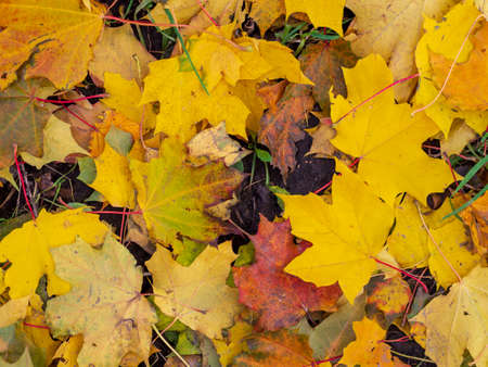 Colorful and bright background made of fallen autumn leavesの写真素材