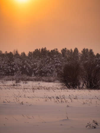 Beautiful winter forest in snow at sunsetの写真素材