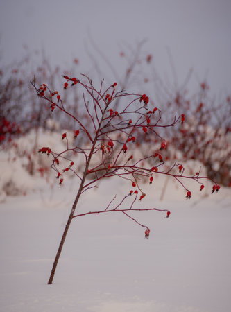 Bush with ripe wild rose berries covered with snow on the background of white snowの写真素材