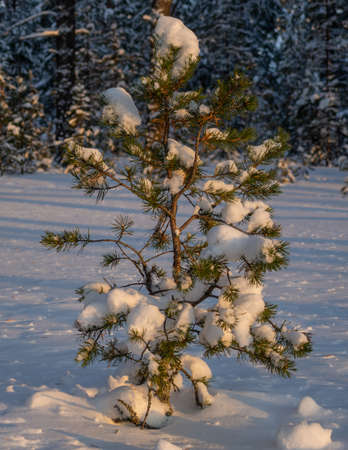 Winter in a spruce forest, spruces covered with white fluffy snow. Selective focus.の写真素材
